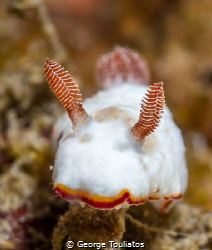 Nudie!!! by George Touliatos 